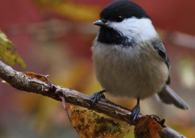 Fall in Love with Local Birds – North American Non-Migratory Birds